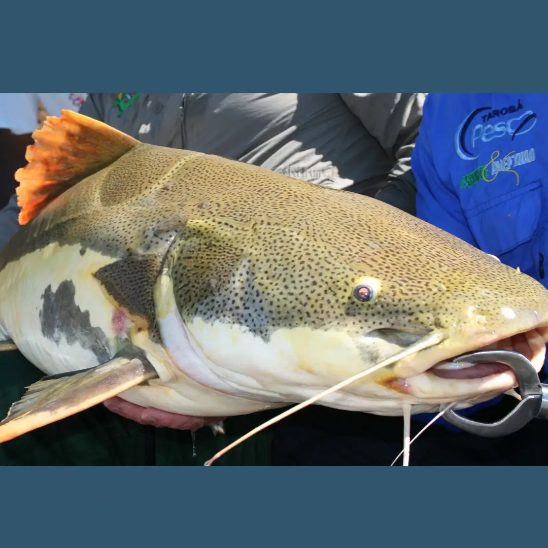 Pesca no interior