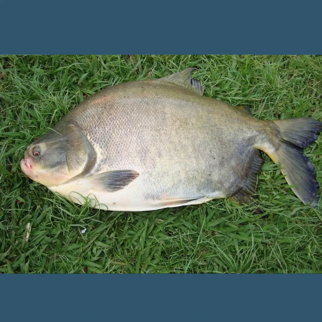 Pesca no interior