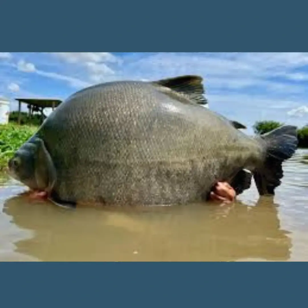 Pesca no interior